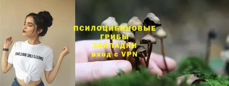 Псилоцибиновые грибы MAGIC MUSHROOMS  где продают наркотики  Лесосибирск 